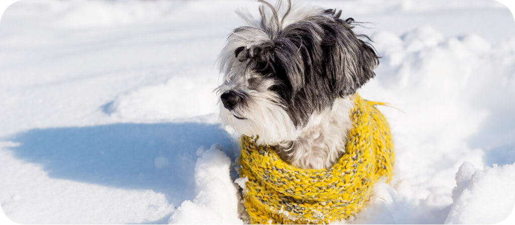 Blog kutyus sálban a hóban