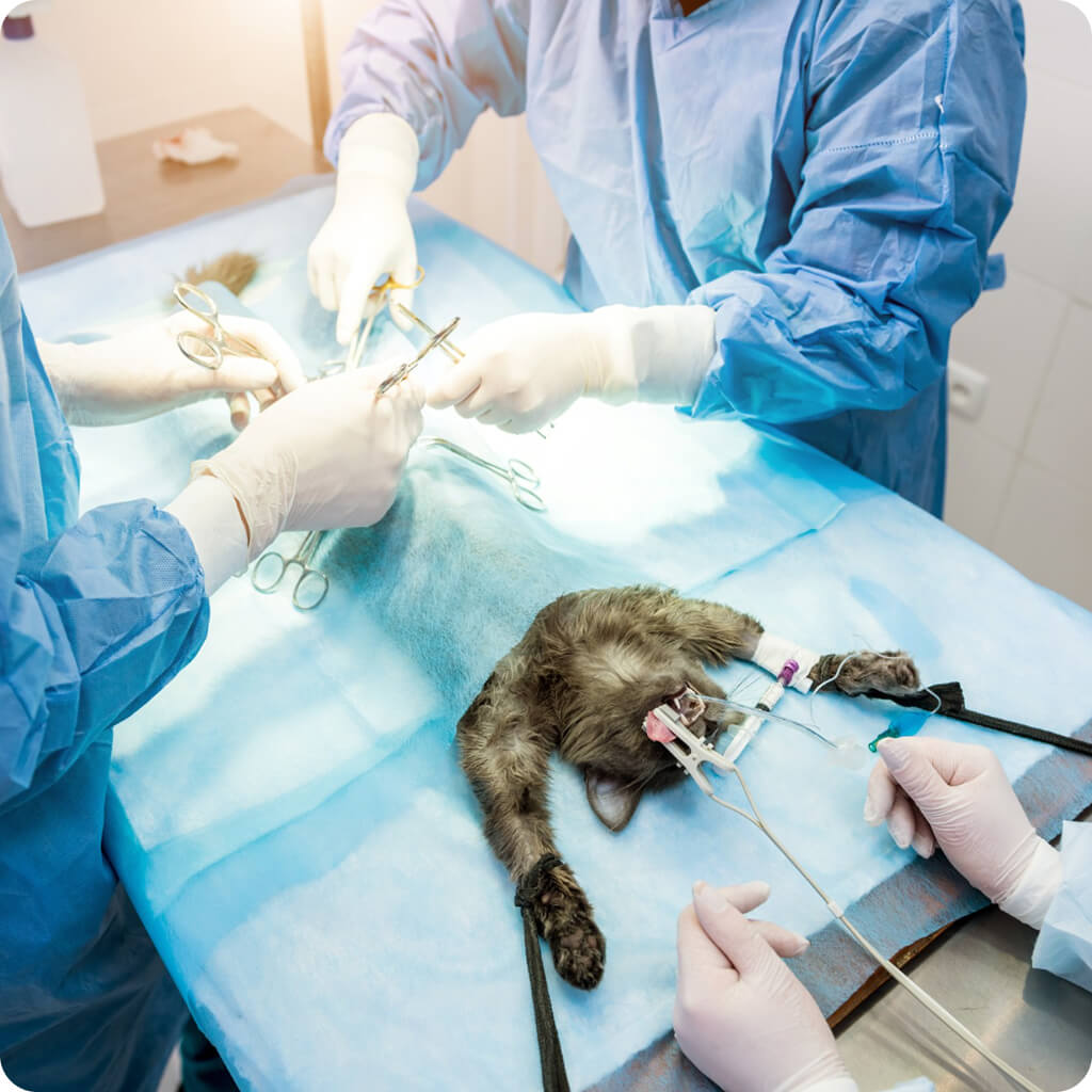 Macska műtét altatásban